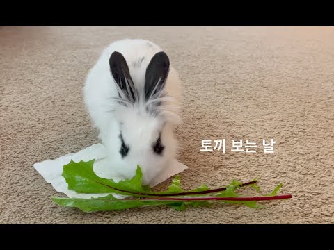 [MV] 토끼 보는 날 (김진영 동요 2집: 소리 나는 편지, 트랙 10) - 토끼 먹이 관련 아래 주요 정보 참조하세요