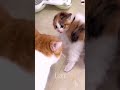 How To Be The Ultimate Cat Lover ЁЯШ ЁЯТХЁЯР How To Be The Ultimate Cat Lover ЁЯШ ЁЯТХЁЯР