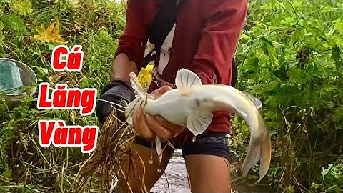 Nước lũ dâng cao tràn vô nhà người dân cá lăng dính cầu thấy mà ham ￼