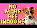 How To Get Your Jack Russell Terrier To Stop Peeing Inside (My Top 9 Tips)