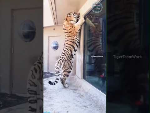 😱EL TIGRE MAS GRANDE DEL MUNDO.🐅 Tigre Siberiano. #shorts #animal #tigres #viral #siberia