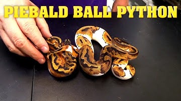 Clutch #10 Update - pied!!  look at the orange!