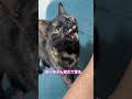 常に可愛い　#shorts #cat #サビねこ #猫のいる暮らし #サビネコ #ねこ #さびねこ #cute #さびねこ女子