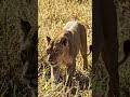 lion forest
