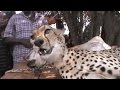 Leopard caught, sent to Hyderbad zoo