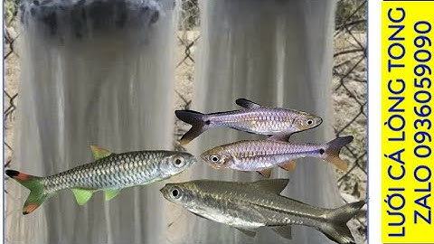 Bán lưới cá lòng tong. Bán lưới cá lìm kìm. Bán lưới cá cơm. Bán lưới cá mương.