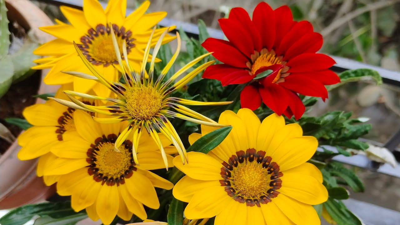 Aaj miya ki chutti he to miya ke pasand ka Khana  ban raha hai.. 😁