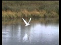 Swan Take Off
