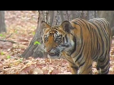 Βίντεο: Πώς να διαμορφώσετε μια τίγρη