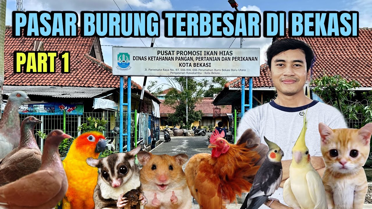 PASAR BURUNG TERBESAR DI BEKASI‼️ Part 1