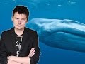 Blue Whale Challenge, non me la bevo