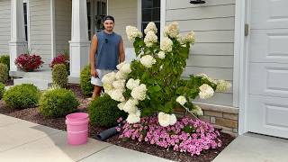 Summer Hydrangea Pruning | Should you be pruning your panicle hydrangeas in July?
