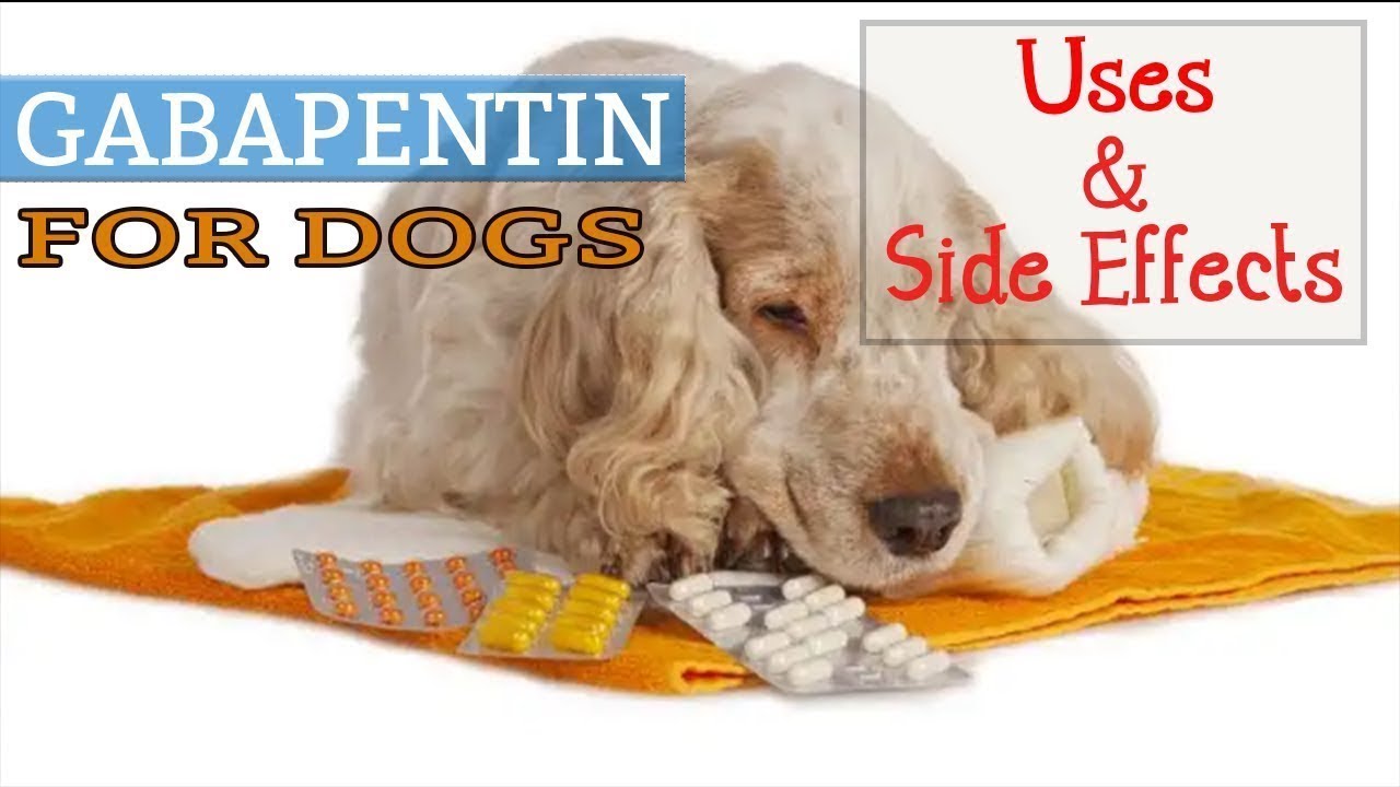 Learn About Gabapentin Dog Dosage