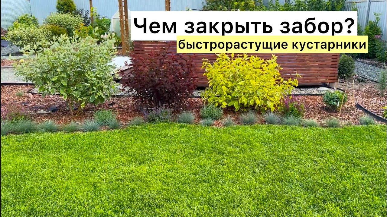 Декоративные кустарники в моём саду! Подробный обзор с названиями!