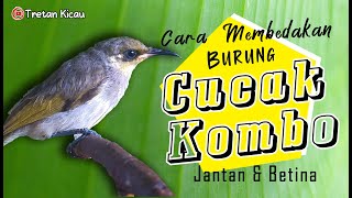 Cara membedakan cucak kombo jantan dan betina