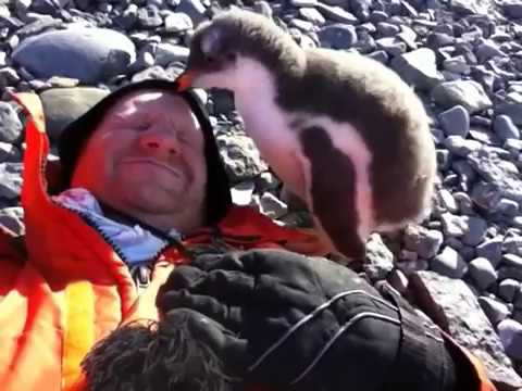 Baby Penguin Meets Human For First Time