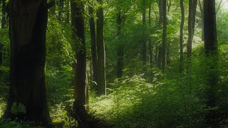 No AI - Pure Nature: 4K - Soothing Summer Forest Ambience - Relaxing Nature Sounds