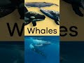 Dolphin Behavior and Characteristics