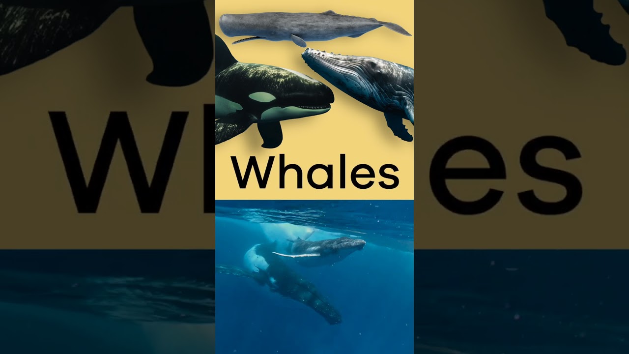 Dolphins for Kids | #shorts