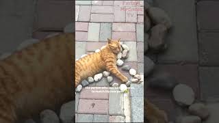 Funny Animals Videos 🤣 | Ep. 269 #shorts #viral #funny