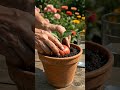 You Can Grow This Apple Tree at Home #gardening #apples #tutorial