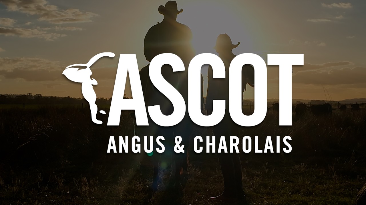 Ascot | Our Story