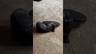 Little Rascal #kitten #kittensofyoutube