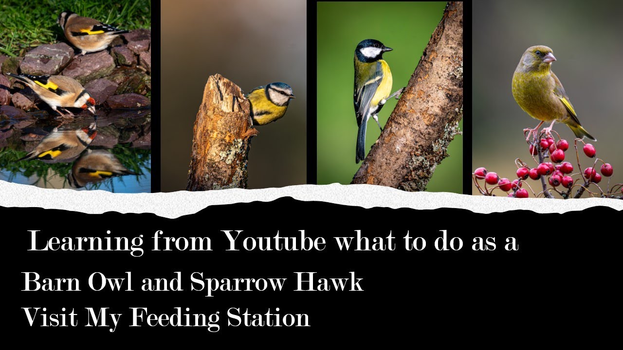 Irish wild life and Nature. Learning from YouTube what to do. a Sparrow Hawk and Barn Owl In my yard