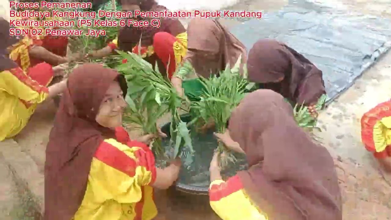 Video Panen Kangkung