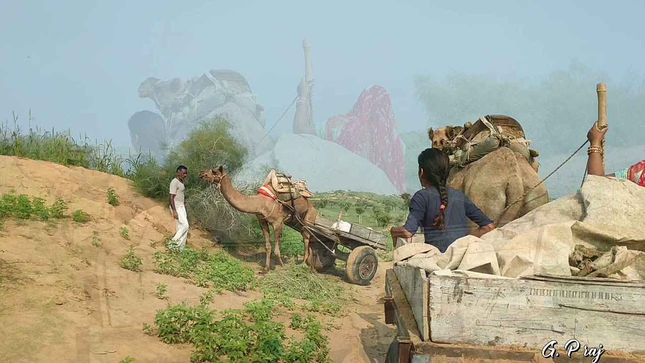 रेतीले धोरों के बीच मे बसा सुन्दर सा गाँव, तोलियासर (बीकानेर)