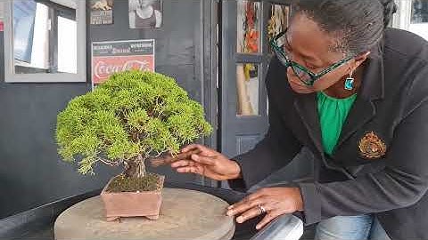 Sade Tidys up an Ancient Itoigawa Juniper Bonsai Tree