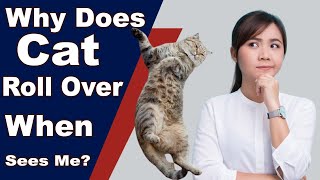 Why Does My Cat Roll Over When Sees Me? Top 10 Reasons
