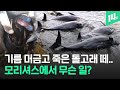 기름 유출의 후유증 시작?... 모리셔스 해변에서 발견된 돌고래 떼죽음 / 14F