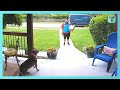 Nervous amazon driver has wholesome conversation with dog