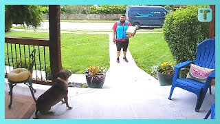 Nervous Amazon Driver Has Wholesome Conversation With Dog screenshot 5