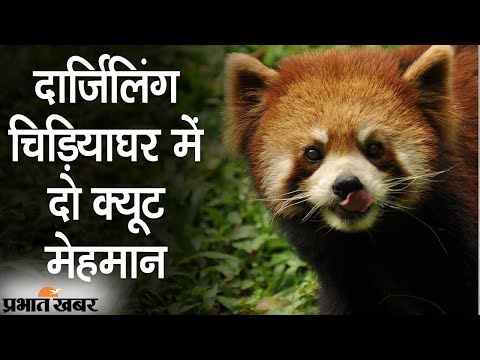 West Bengal के Darjeeling Zoo में दो Red Panda का जन्म, Watch EXCLUSIVE Video | Prabhat Khabar