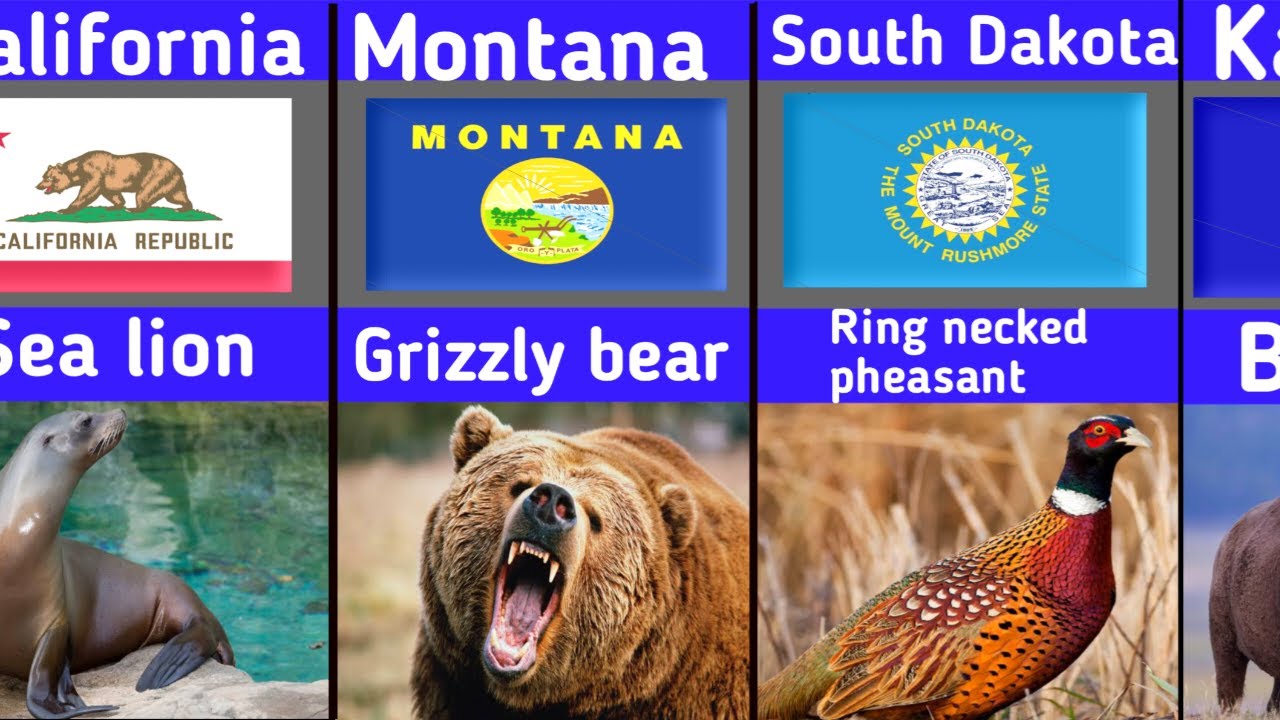 Официальное животное каждого штата США 🦅🐻 | 50 штатов, 50 культовых существ!