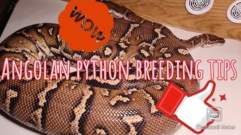 Angolan python and ball python season update