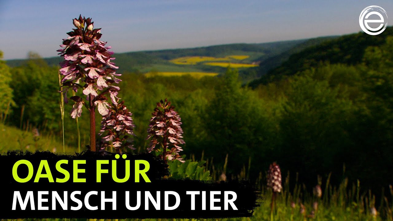 Wildes Deutschland – Der Thüringer Wald | Erlebnis Erde