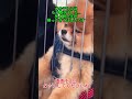 犬ホテルにはもう飽きました…