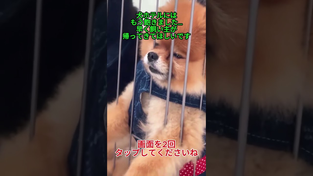 犬ホテルにはもう飽きました…