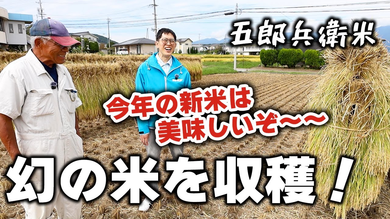 軽井沢から足を伸ばして…“幻の米”五郎兵衛米の新米を収穫！