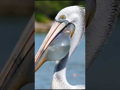 البجع صياد بمهارة خارقة