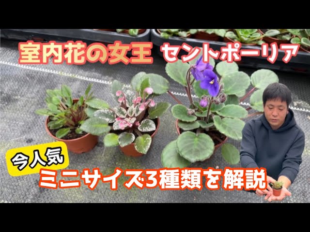 セントポーリア　ミニ 名前わかる方教えて下さい。 園芸】“人工ライトで育つ花！セントポーリア”今話題のミニ種って