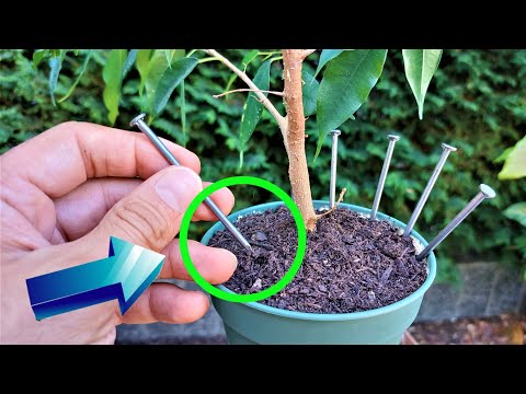 Video: Quando usare un annaffiatoio: consigli sull'uso degli annaffiatoi nei giardini