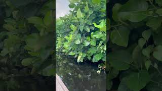 Welcome To Avu Lagoon,Volta Region Of Ghana