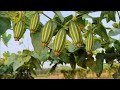 How To Grow Pointed Gourd | Cultivation of Pointed Gourd | পটল চাষ পদ্ধতি