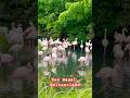 Switzerland, Zoo Basel, #zoo #basel #tripvu #travelshorts #travel #exploremore #switzerland #summer