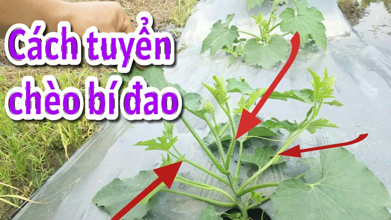 Kỹ thuật trồng bí đao : cắt chèo bí đao :tuyển trèo bí đao