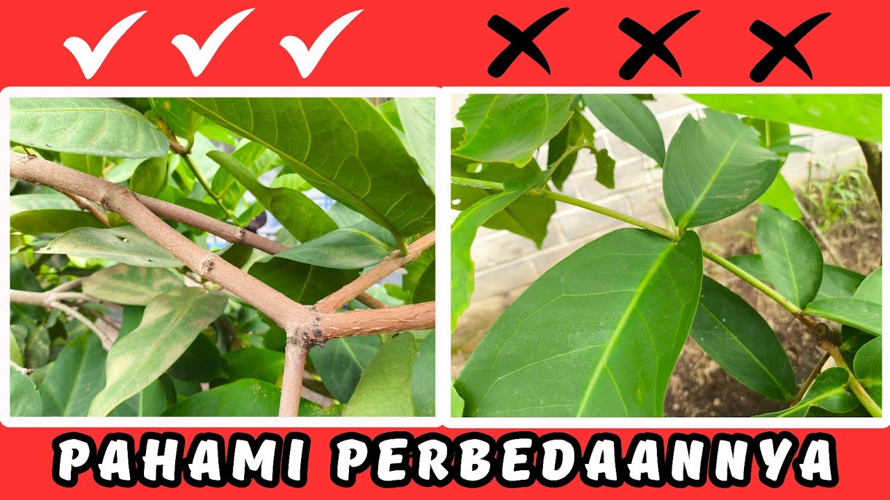 CIRI-CIRI POHON JAMBU AIR YANG SIAP DIBUAHKAN‼️PASTI CEPAT BERBUAHNYA‼️